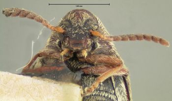 Media type: image;   Entomology 8205 Aspect: head frontal view